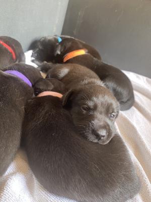 Labrador Retriever For Sale in Great Britain