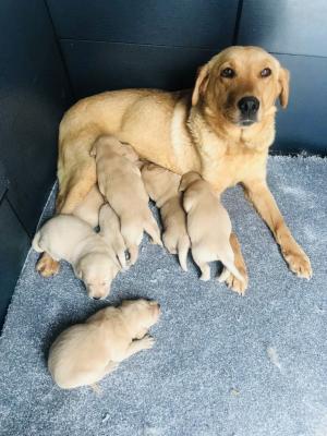 Labrador Retriever Dogs Breed