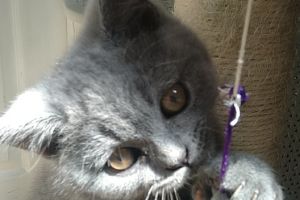 Scottish Fold For Sale in Great Britain