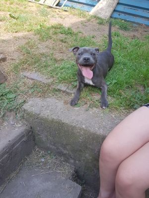 Staffordshire Bull Terrier For Sale in the UK