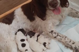 English Springer Spaniels from Working Bloodlines