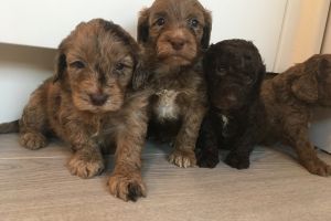 F2 cockapoo puppies for sale