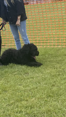 Russian Black Terrier For Sale in the UK