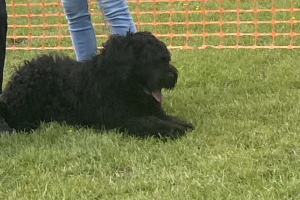 Russian Black Terrier For Sale in the UK