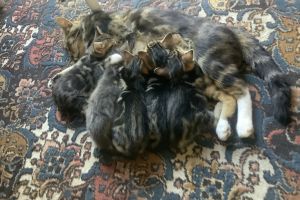 Tabby/Bengal Kittens for sale