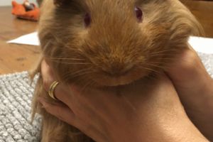Biscuits Male Guinea Pig for Sale