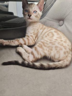 Bengal For Sale in Great Britain
