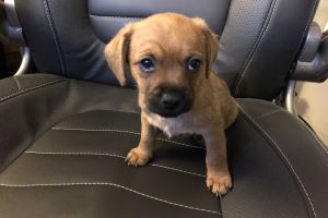 Border Terrier cross puppies for sale