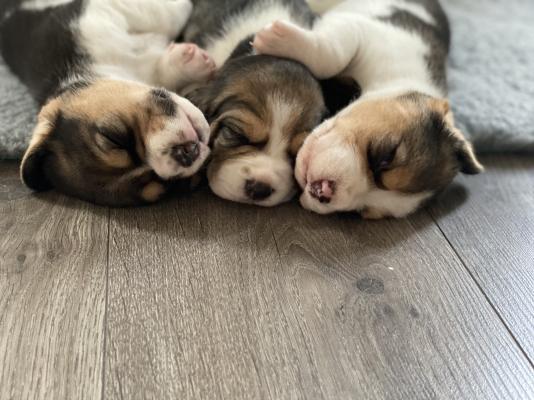 Beagle Dogs Breed