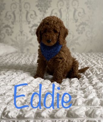 Miniature Poodle Online Ad