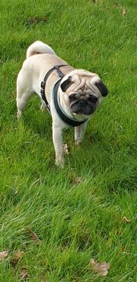 Pug For Stud in Great Britain