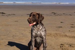 German Shorthaired Pointer For Stud