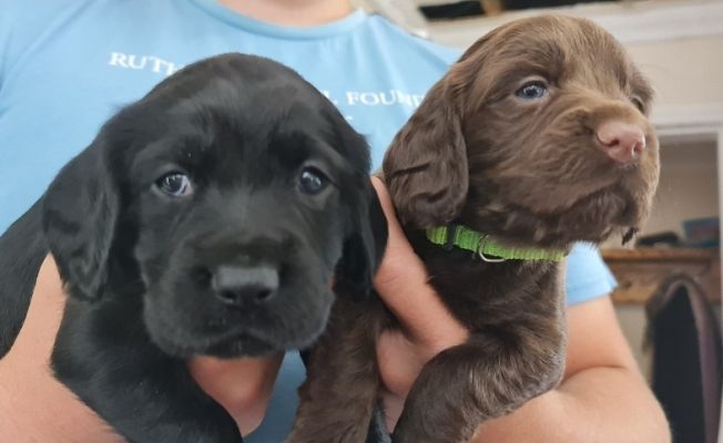 Springador Puppies for Sale | UKPets