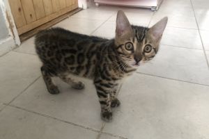 Beautiful Bengal looking for his forever home!