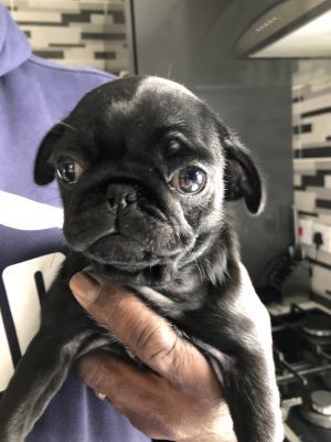 Pug For Sale in the UK