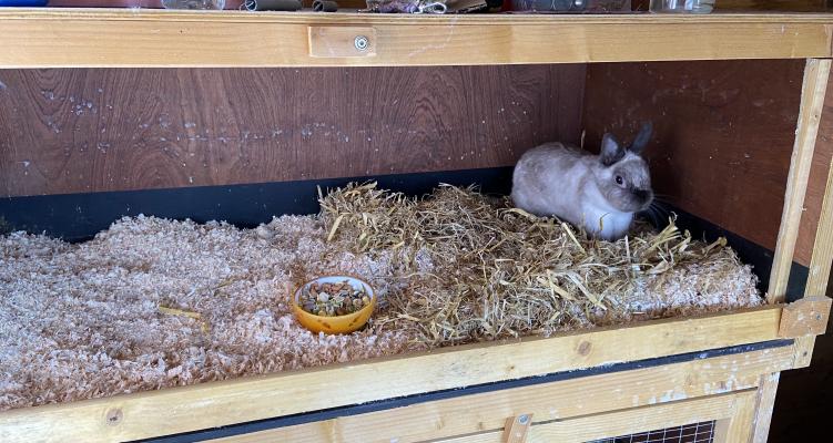 Seal point Netherland Dwarf (Doe) and Hutch | UKPets