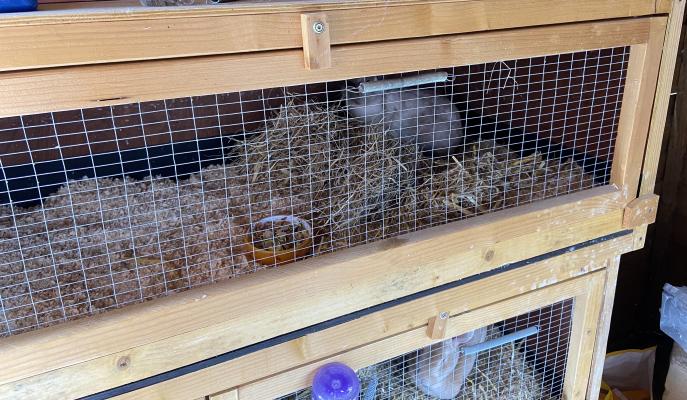 Seal point Netherland Dwarf (Doe) and Hutch | UKPets