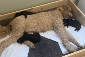 Burmdoodle  F1 puppies for sale