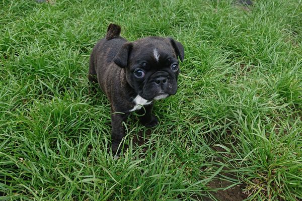 Pug Cross Boston Terrier Pups for Sale | UKPets