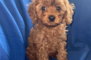 Stunning cavapoos for sale