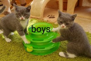 British Shorthairs for Rehoming