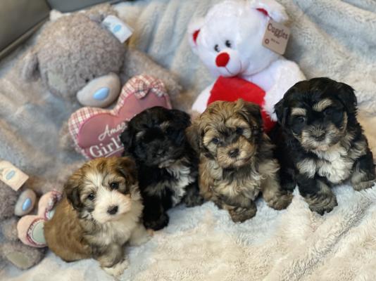 Havanese For Sale in Great Britain