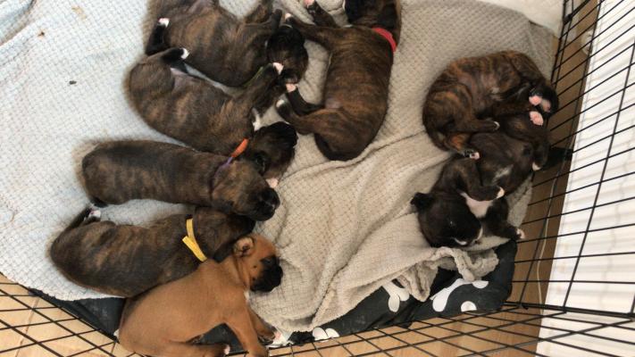 Boxers for Rehoming