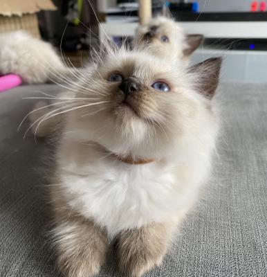 Fluffy Ragdoll Kittens. Ready Now. 