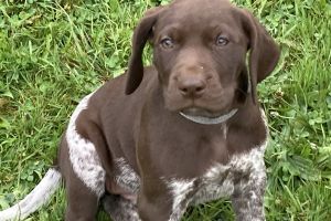 German Shorthaired Pointer for Rehoming
