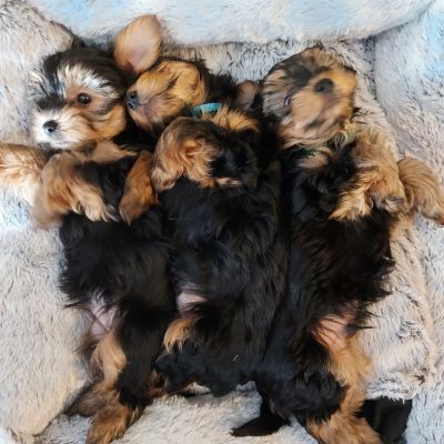 Cute Yorkshire Terrier For Sale