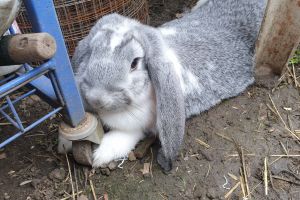 French Lop for Sale