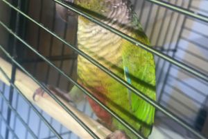 Conure For Sale in the UK