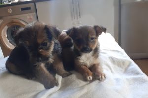 Chorkie For Sale