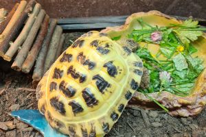 Tortoises for Rehoming