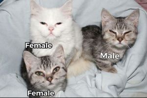 Persian x Bengal Munchkin kittens