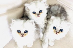 Available Persians