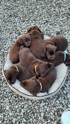 Available Labrador Retrievers