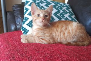Ginger kitten - boy for sale