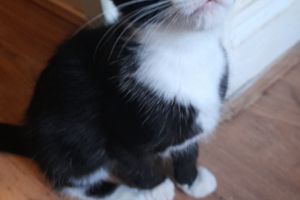 Tuxedo kitten - girl for sale