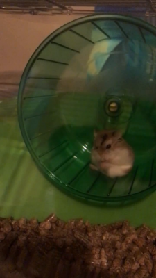 Hamster For Sale