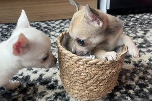 Kc registered 9 week old chihuahua puppies for sale