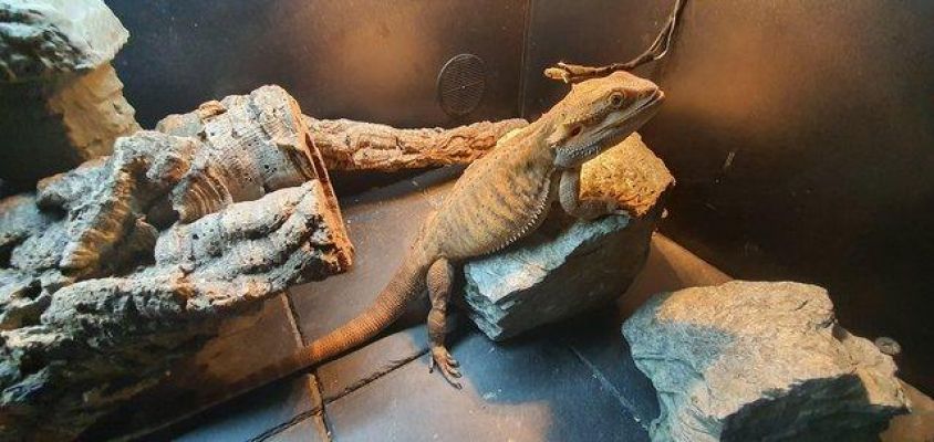 Bearded Dragons For Sale