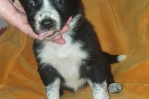 Border Collie Dogs Breed