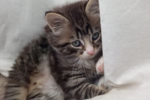 Fluffy tabby kitten for sale - male
