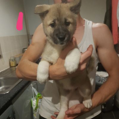 Japanese akita inu puppies for sale ready to go to there new home | UKPets