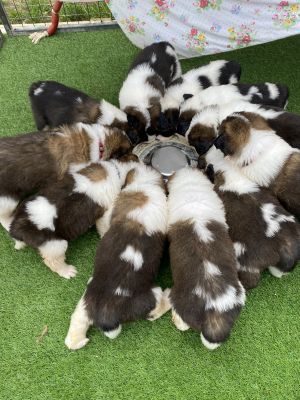 Saint Bernard Dogs Breed