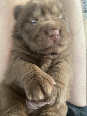 bear coat shar pei for sale near me