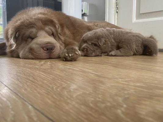 Lilac bear clearance coat shar pei