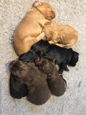 Working Cocker Spaniels Puppies for Sale | UKPets