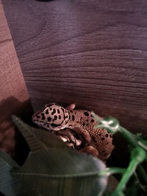 Available Geckos